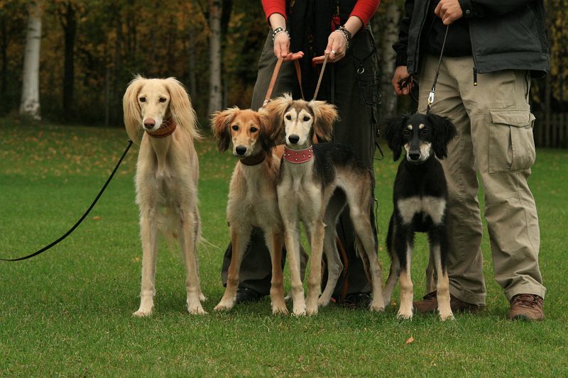 pelto_hvk_alepan_lapset 377.jpg